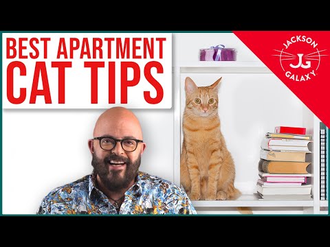 BEST Apartment Hacks for Cats (and their people)!