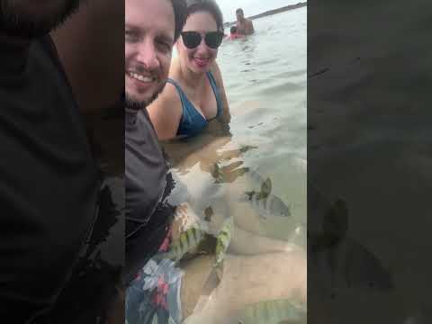 ILHA DE TINHARÉ - CAIRU 🐟 🐠 #bahia #ilha #turismo