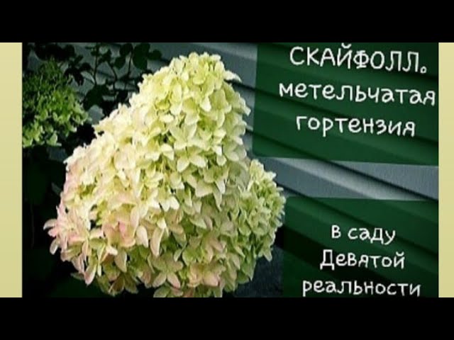 СКАЙФОЛЛ☘Особенности сорта☘ Метельчатая гортензия в саду Девятой реальности☘