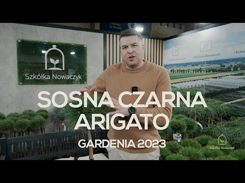 'ARIGATO' - Sosna czarna (Pinus nigra 'Arigato' PBR) - kulista nowość