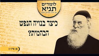 הרב שמואל רסקין |  לומדים תניא (18) - כיצד בנויה הנפש הבהמית? (פרק ו 1)