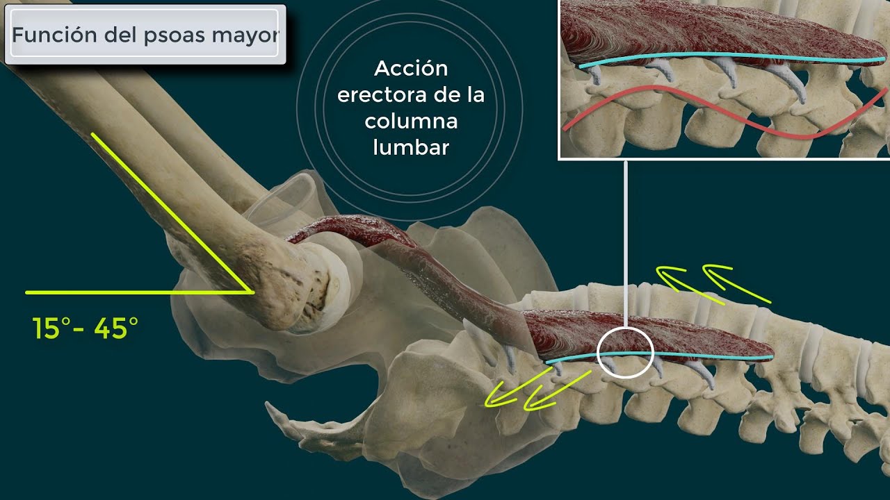 Psoas Iliaco. Origen, Inserción, Función e Inervación