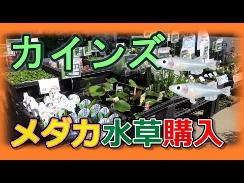庭の池に最適な湿地植物 トピックス