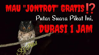 Download lagu Gunakan Kicauan Burung Ini Jika Ingin Dapat Burung Celepuk Gratis _ Pikat Celepuk 1 Jam mp3