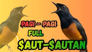 Download lagu MURAI BATU GACOR🔥PANCINGAN MURAI BATU GACOR DALAM HITUNGAN DETIK MURAI BATU APAPUN LANGSUNG BUNYI mp3