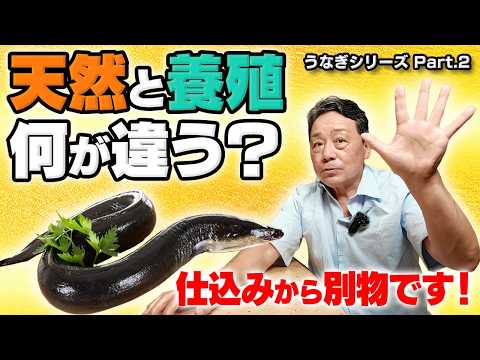 天然うなぎは流通量0.1％未満｜大将が語る希少さだけではない本当の魅力｜うなぎ料理で大事な骨の活かし方