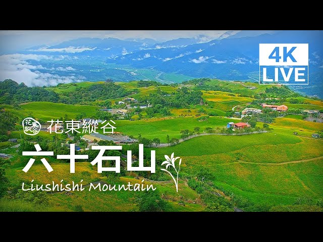 花蓮六十石山金針花