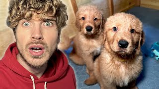 Coyotes Were After the Puppies…