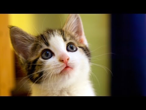 野良猫を引き取るためのヒント