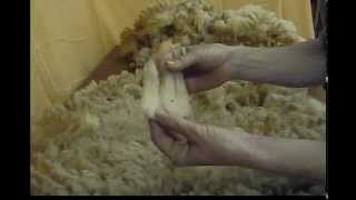 Skirting a Raw Sheep Fleece (Dorset Wool from Highland (was Ashlawn-Highland)