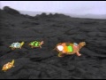 5 Turtles