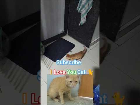 I love you ❤️😘🐈😺😻 #cat #kitten #minivlog