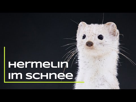 Hermelin im Schnee - Ein lang gehegter Traum geht in Erfüllung!