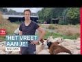 Westerveld is in de ban van de wolf: 36 schapen aangevallen | RTV Drenthe