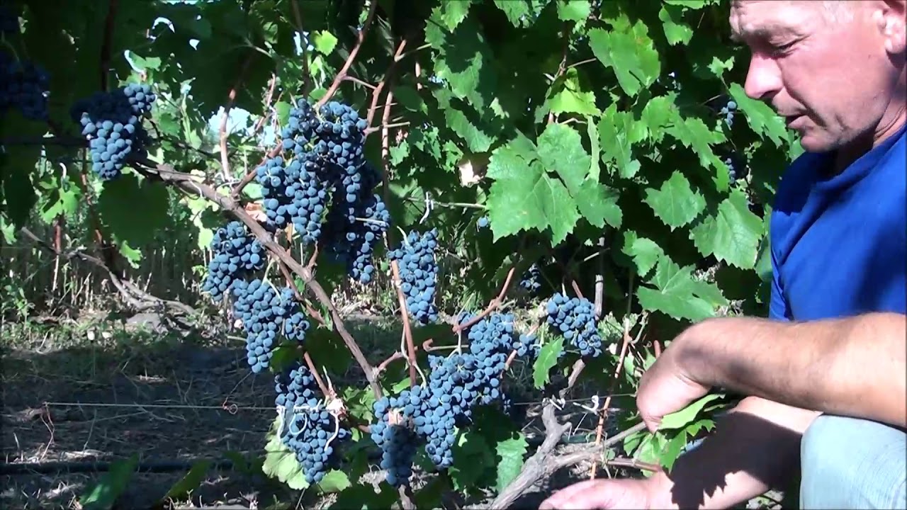 Виноград Денисовский