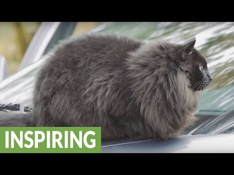 From feral to farm: A cat's life in Spokane