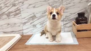 Video preview image #1 Pembroke Welsh Corgi Puppy For Sale in LOS ANGELES, CA, USA