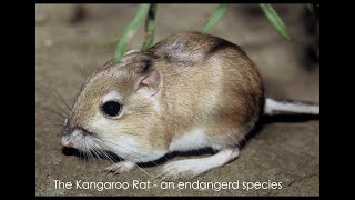 The remarkable Kangaroo rat