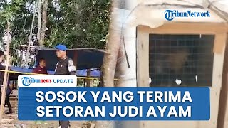 Siapa Pihak yang Terima Setoran Judi Sabung Ayam dan Nominalnya Didalami Buntut 3 Polisi Tertembak