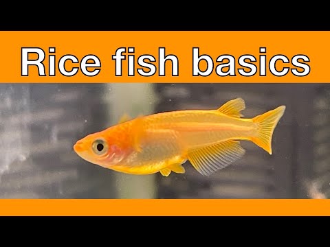 Introduction to Japanese Rice Fish