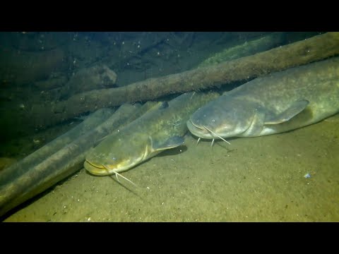 Drava, Pure Vision 2024