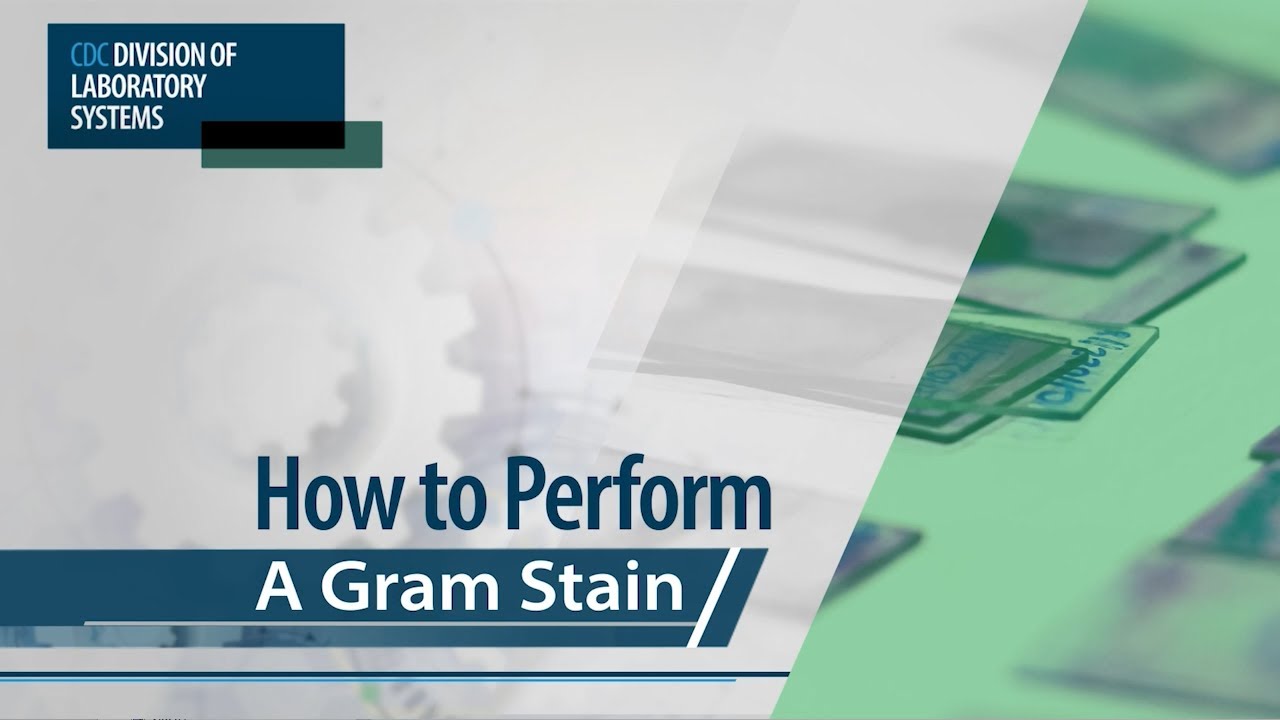 How to Perform a Gram Stain