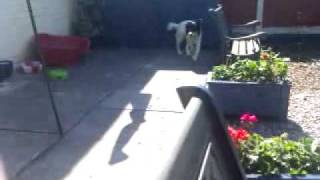 Charlie in the garden