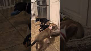 Video preview image #1 American Pit Bull Terrier-Unknown Mix Puppy For Sale in Holly Springs, NC, USA