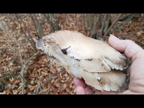 На природу за грибами.Нашли вешенки.Какие грибы растут в ноябре.