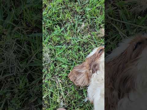 Thelma dog loves tummy hair comb.#short #dog