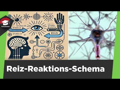 Stimulus-response scheme explained simply - How do living beings react to stimuli? Summary!