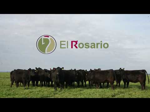 Estancia El Rosario - Remate 2020 - La Juanita - La Negra - El Rosario