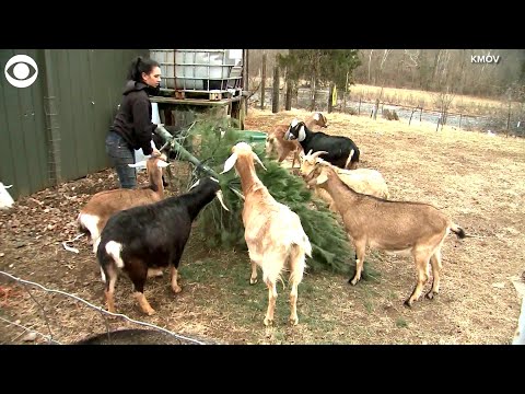 25 Creative Ways to Reuse Christmas Trees
