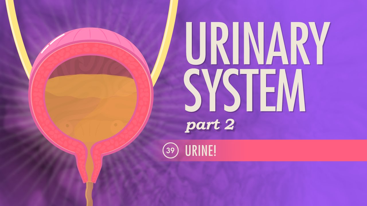 Urinary System, Part 2: Crash Course Anatomy &amp; Physiology #39