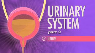 Urinary System, Part 2: Crash Course Anatomy & Physiology #39
