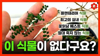 [식물의 정석] 최고의 실내식물 "마오리소포라", 이렇게 하면 절대 시들지 않아요