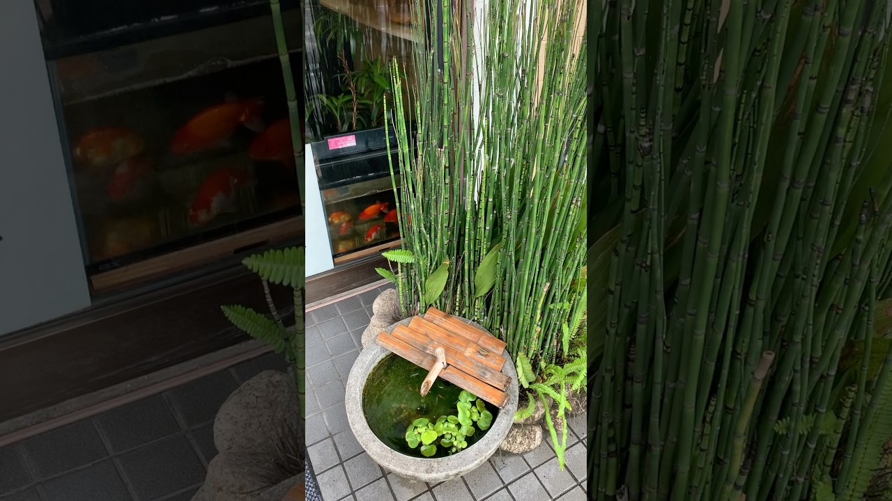 Cute Japanese Medaka Rice Fish Mini Pond #minipond #japanesericefish #ricefish #medaka #patiopond