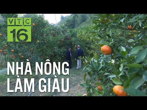 Phân bón hữu cơ vi sinh Hoàng Anh Agritech chuyên cho cây cam hữu cơ Sơn La. 