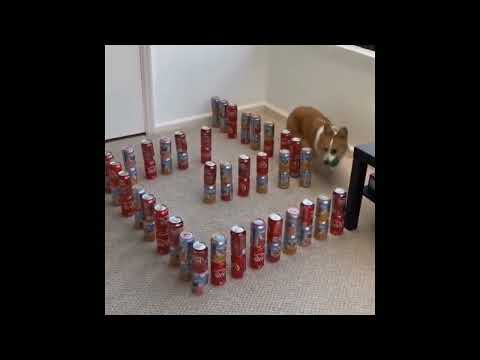 ¡LOS ANIMALES DIVERTIDOS FALLAN! - ¡INTENTA NO RETAR EL RETO