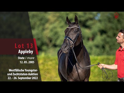 Online-Auktion Lot 13 Appleby Stute v. Sandro Hit - Olivi