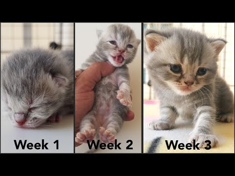 Kitten's Growth 0 - 3 Weeks | Watch how the kittens grows | Guide for new kitten owners.
