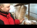 Грибы на картонном субстрате (Mushrooms on a cardboard substrate) 