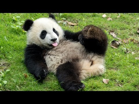 VOLUNTEERING WITH GIANT PANDAS IN CHINA