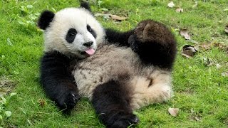 VOLUNTEERING WITH GIANT PANDAS IN CHINA