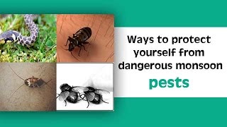 Ways to Protect Yourself From Dangerous Monsoon Pests | How to Stay Safe From Monsoon Pests