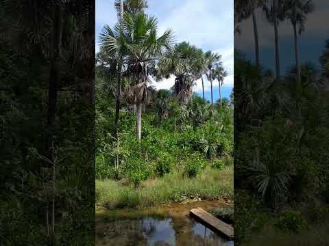 Rio Paquetá Guimarães ma