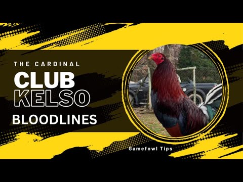 "Cardinal Club Kelso: The Ultimate Gamefowl Champion"