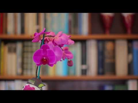 SOLD - 7/151 Selwyn Street, Onehunga - Digna Clark