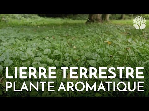 , title : 'Le lierre terrestre, délicieuse plante aromatique'