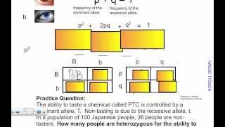 Hardy-Weinberg Principle (IB Biology)